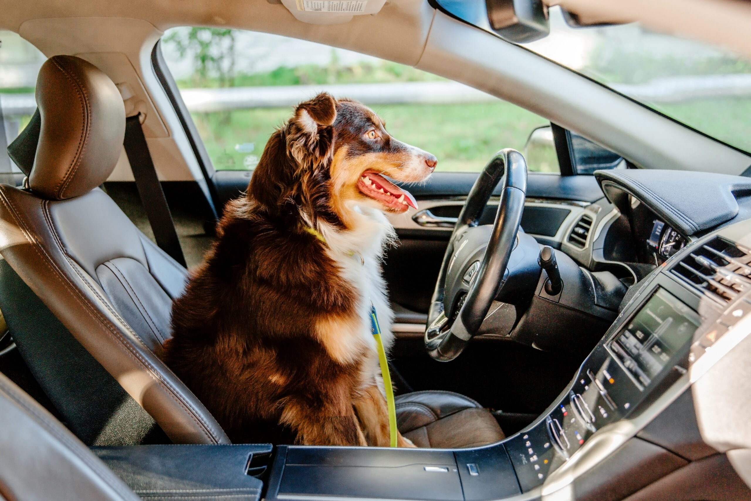 Brown and white dog sitting in the driver's seat of a freshly cleaned car interior